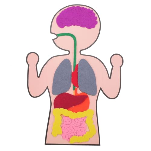 SOPOTUTU 3 Stück Menschliches Organe Modell Spielzeug Kinderfreundliches Selbstgemacht Organe...